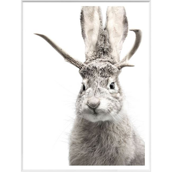 Jackalope