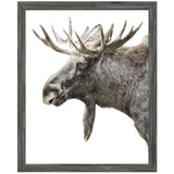 Algonquin Moose