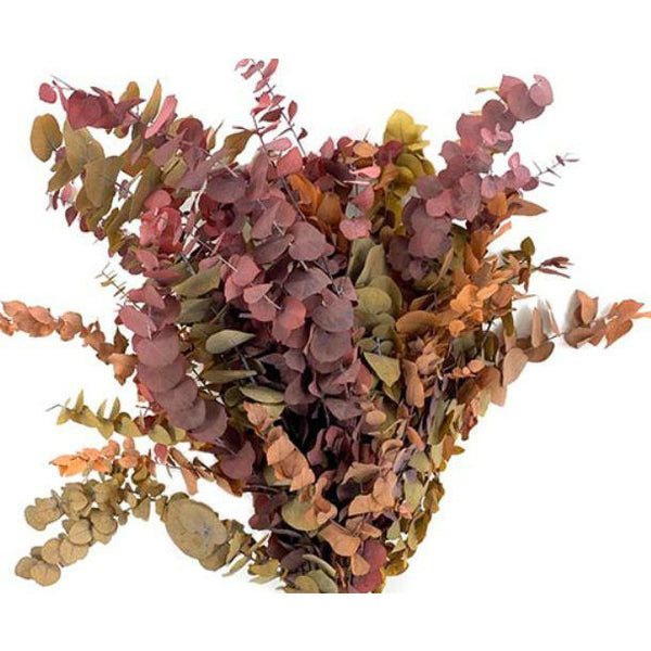 Eucalyptus Preserved Stuartiana Autumn - Per Bunch