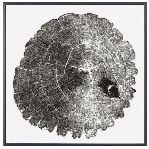 Wood Cross Section