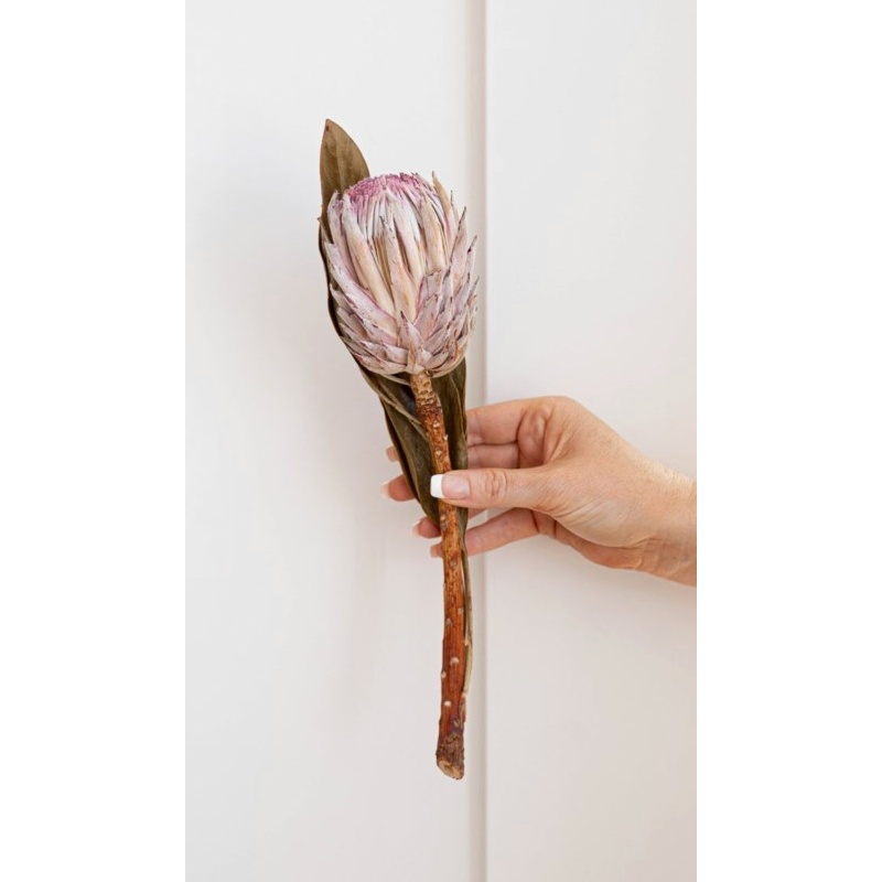 Lilac Protea