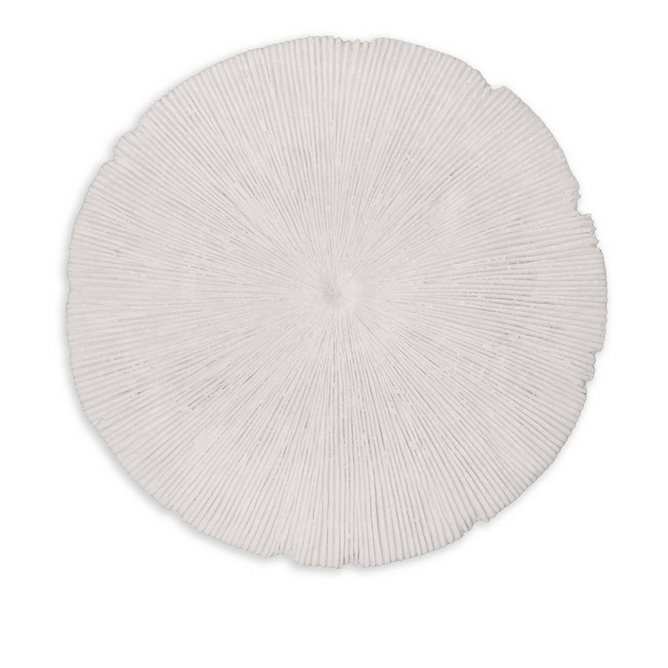 Sand Dollar