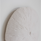 Sand Dollar