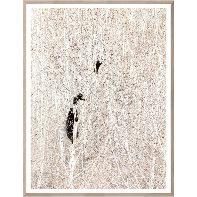 Bears in a Birch Forest