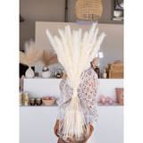 Pampas Grass Bleach White