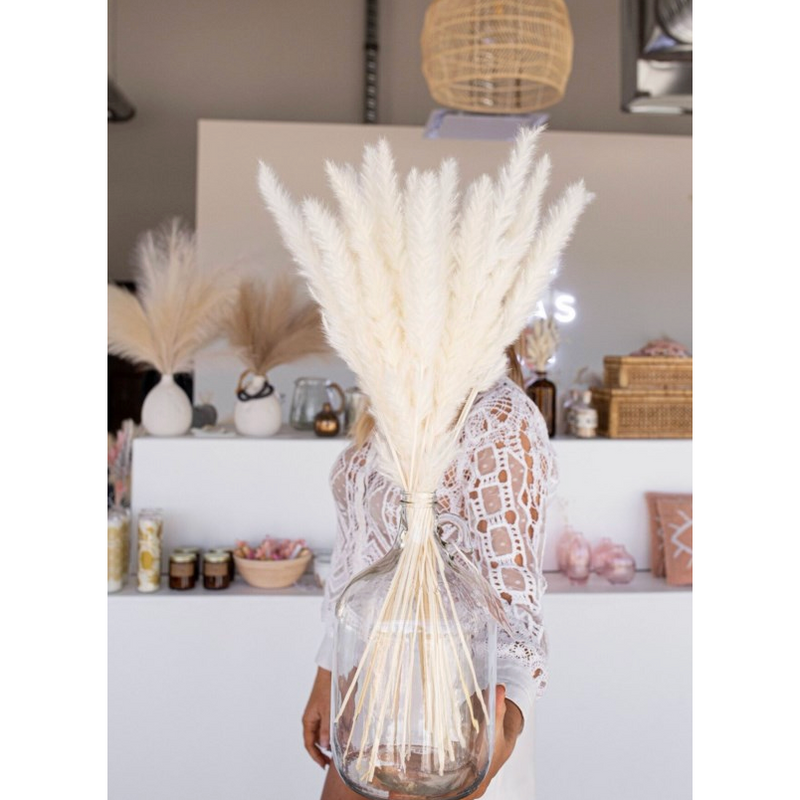 Pampas Grass Bleach White