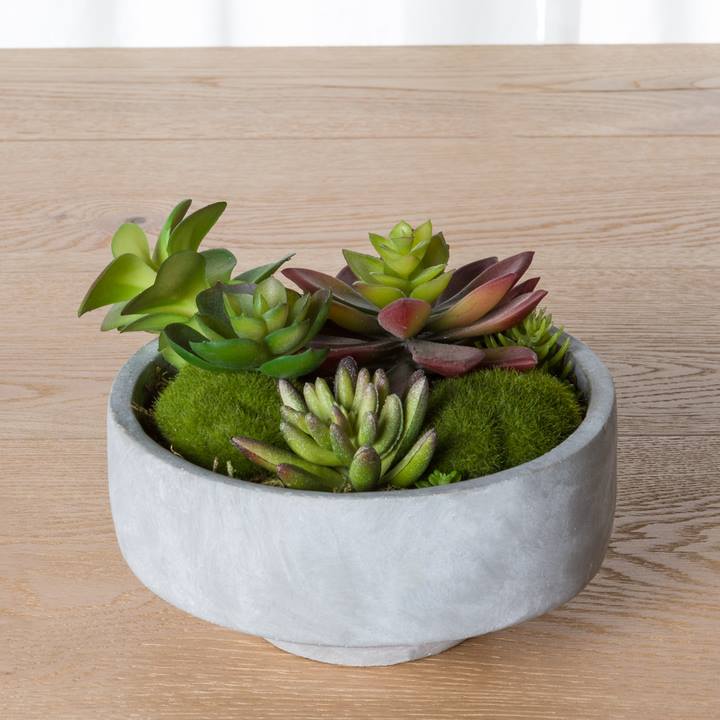 Solaro Round 6" Potted Succulent Cluster