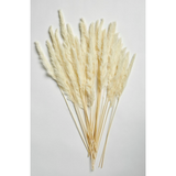 Pampas Grass Bleach White