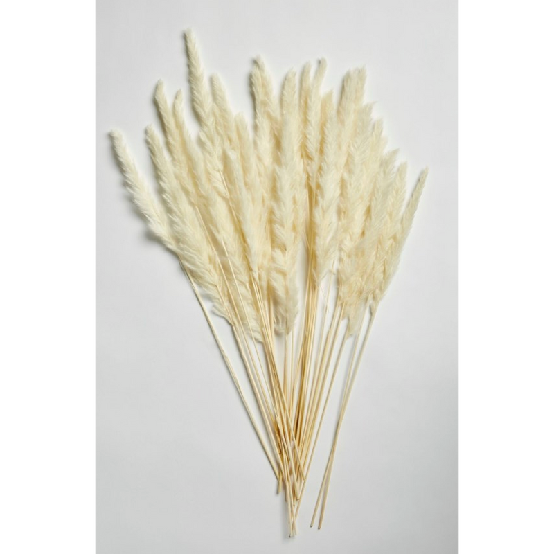 Pampas Grass Bleach White