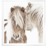 Icelandic Ponies